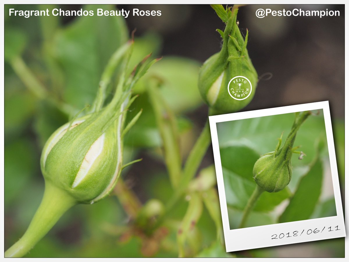 Good morning friends!😃  I spot #rosebuds in my #garden! 💐 Happy #Monday from #London #Foodie #PestoChampion! 💕🌹 #ChandosBeauty #Rose #plant from #TheRealFlowerCo #Nature #Blossom #Gardening #realflowersoftheseason #MondayMotivation #RHS #Wellness #Wellbeing #NatureIsBeautiful