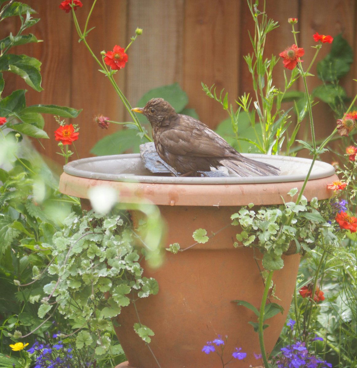 Whispering_Wild's tweet image. Sad because I can't afford a fancy stone bird bath.

Two broken pots
Some soil
A watering tray
Pretty plants
A few minutes

A voilà a fancy bird bath for free 😊

#30dayswild #makingsomethingoutofnothing