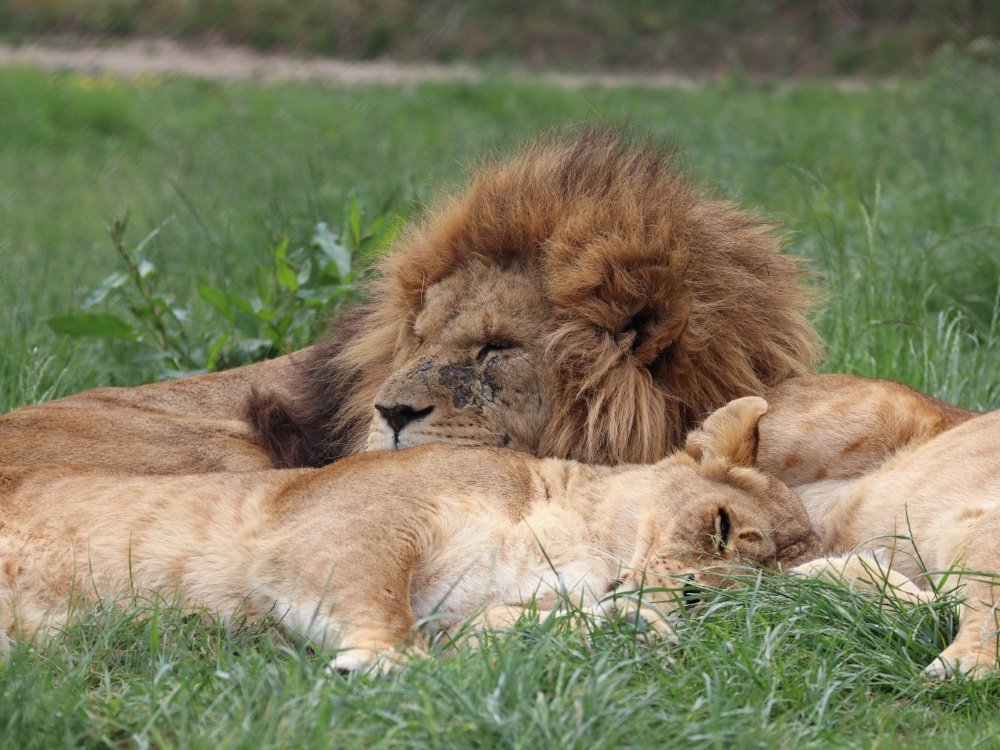 KnowsleySafari's tweet photo. What a comfy pillow ๐ด
#MondayMornings #MondaySnooze https://t.co/eXF5IUhNc4