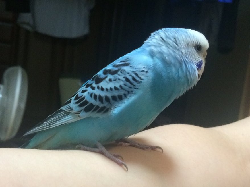 Haradan420's tweet photo. 【迷子鳥・拡散希望】
代理投稿です。
友人がとても人懐こい青いセキセイインコを保護しました。

●2018年6月11日
●京都府宇治市
●セキセイインコ

お心当たりのある方はご連絡ください。

#保護 #迷子鳥 #迷い鳥 #セキセイインコ #拡散希望 https://t.co/KIYuGGkP0q