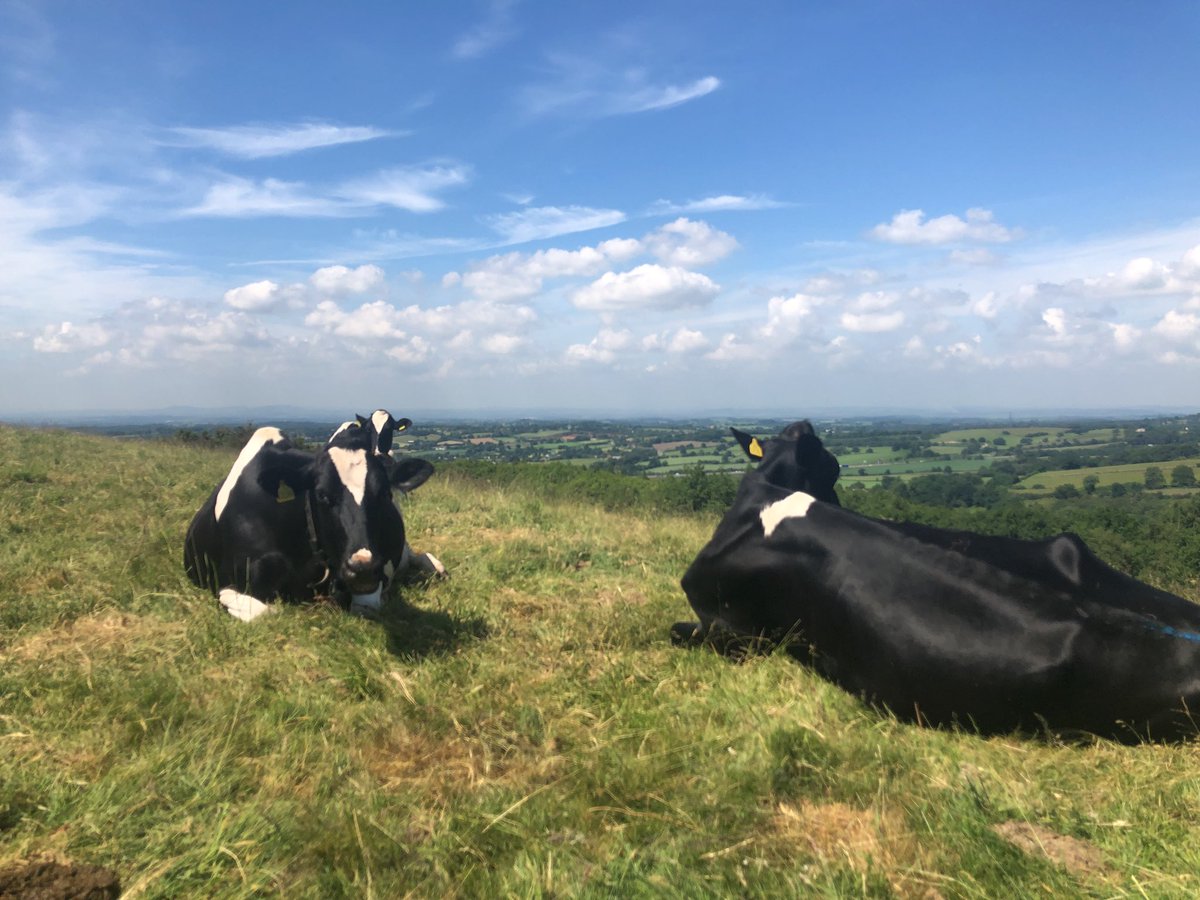 m19mao's tweet photo. Dry cows enjoying the sun https://t.co/GenVSvPEvc