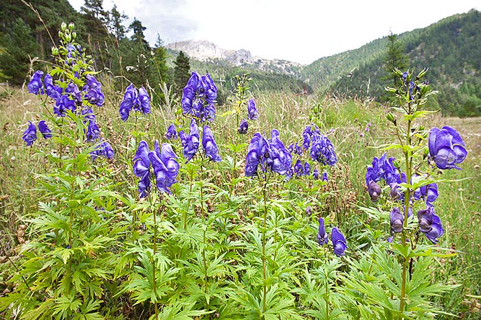 Suite au drame survenu récemment dans les Pyrénées-Orientales (1 mort et 2 femmes intoxiquées avec de l'Aconit, plante mortelle ), prenez garde de ne pas ramasser et pire, ingérer, les plantes que vous ne connaissez pas !
A consulter :👇 
flordaki.fr/zoom-sur-les-c…
<a href="/Canigo_Conflent/">Destination Conflent Canigó</a>