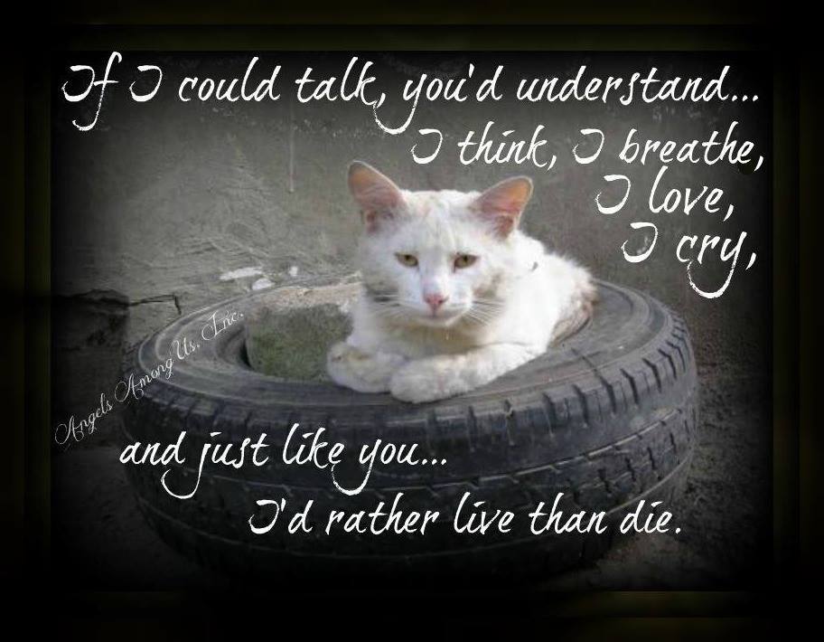 EVERY LIFE MATTERS!  
#cats #feralcats #saveastray #helpaferal #communitycats