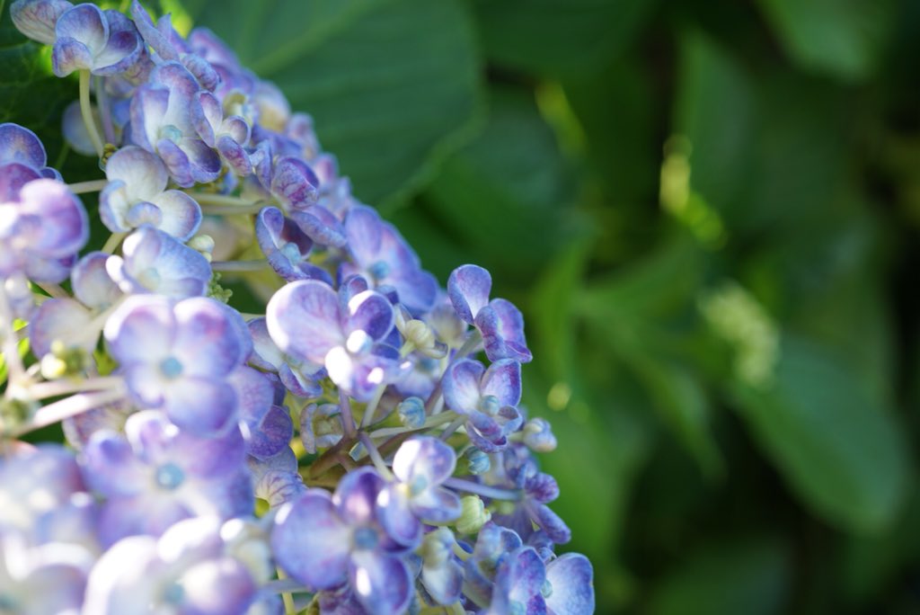 縁の団子 いつもありがとう 花言葉や誕生花 いろんな意味があって そして花自身も沢山の顔を見せてくれる 私も自分で撮ったのを載せてみます