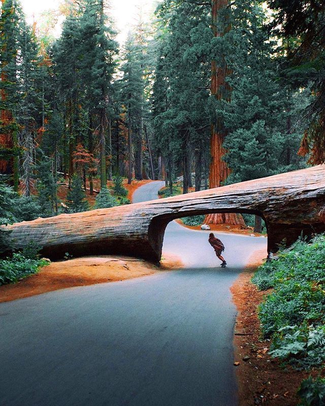 Modernists (@modernists) on Twitter photo A cool cruise through Sequoia ๐๐ผ#fairedelavieuneoeuvredart ๐ธ : <a href="/mblockk/">Dakari Dawkins</a> ift.tt/2xYPJhP A cool cruise through Sequoia ๐๐ผ#fairedelavieuneoeuvredart ๐ธ : <a href="/mblockk/">Dakari Dawkins</a> ift.tt/2xYPJhP