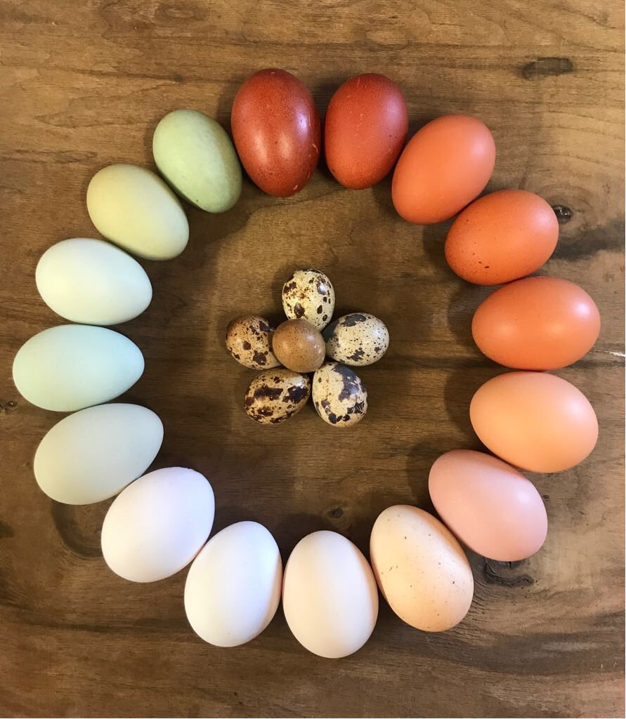 CacklebeanEggs's tweet photo. Beautiful Eggs 🥚🐓#Marans #CreamLegbar #ArlingtonWhite #QuailEggs #Eggs #CackleBean #CackleBeanEggs #FreeRange #ColouredEggs #BeautifulandTasty #HusbandandWifeTeam #Cotswolds #TheCotswolds https://t.co/xuLRFmzUIY