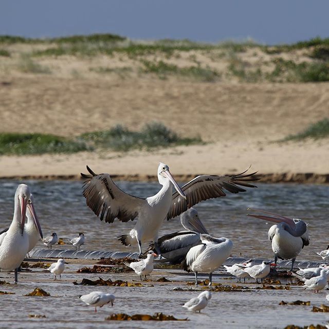JaneLewis_'s tweet photo. Cold winters day at The Entrance NSW but perfect for the #birdlife | #seabirds #theentrance #pelicans #terns #seagulls #visitnsw #centralcoast #winterinaustralia  #longweekendvibes #centralcoastimages #abcmyphoto @janelewis_  #janelewis_impressions https://t.co/pkIkEH9EcE https://t.co/QwPvR03F4c