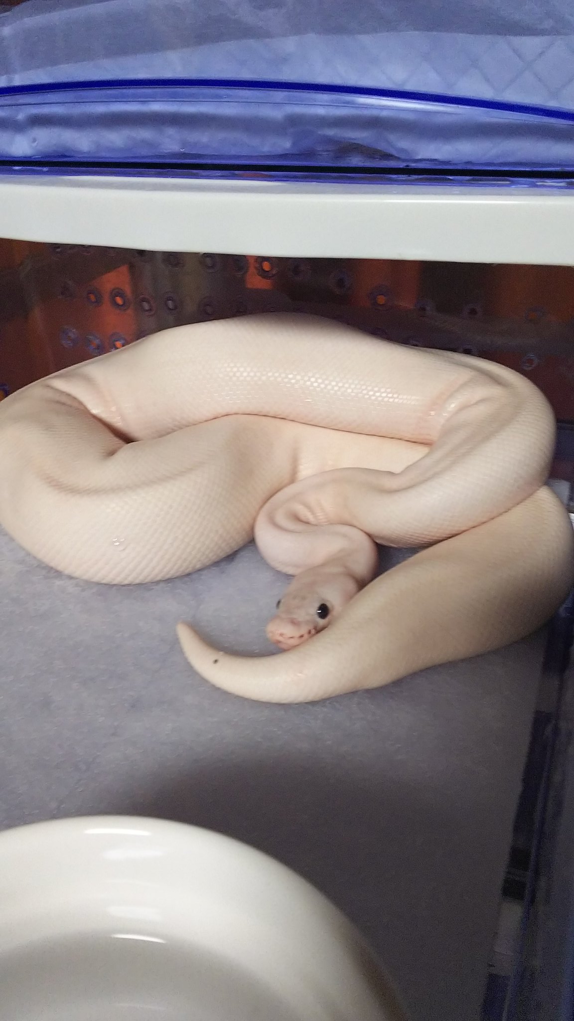 たかch 爬虫類は正義 うちのホワイトウエディングさん スパイド 脱皮前で全身ピンク色 よく見ると 尻尾にホクロが D ボールパイソン ホワイトウエディング 脱皮 たかch 爬虫類は正義 うちのホワイトウエディングさん スパイド 脱皮前で全身ピンク色 よく見ると 尻尾にホクロが D ボールパイソン ホワイトウエディング 脱皮