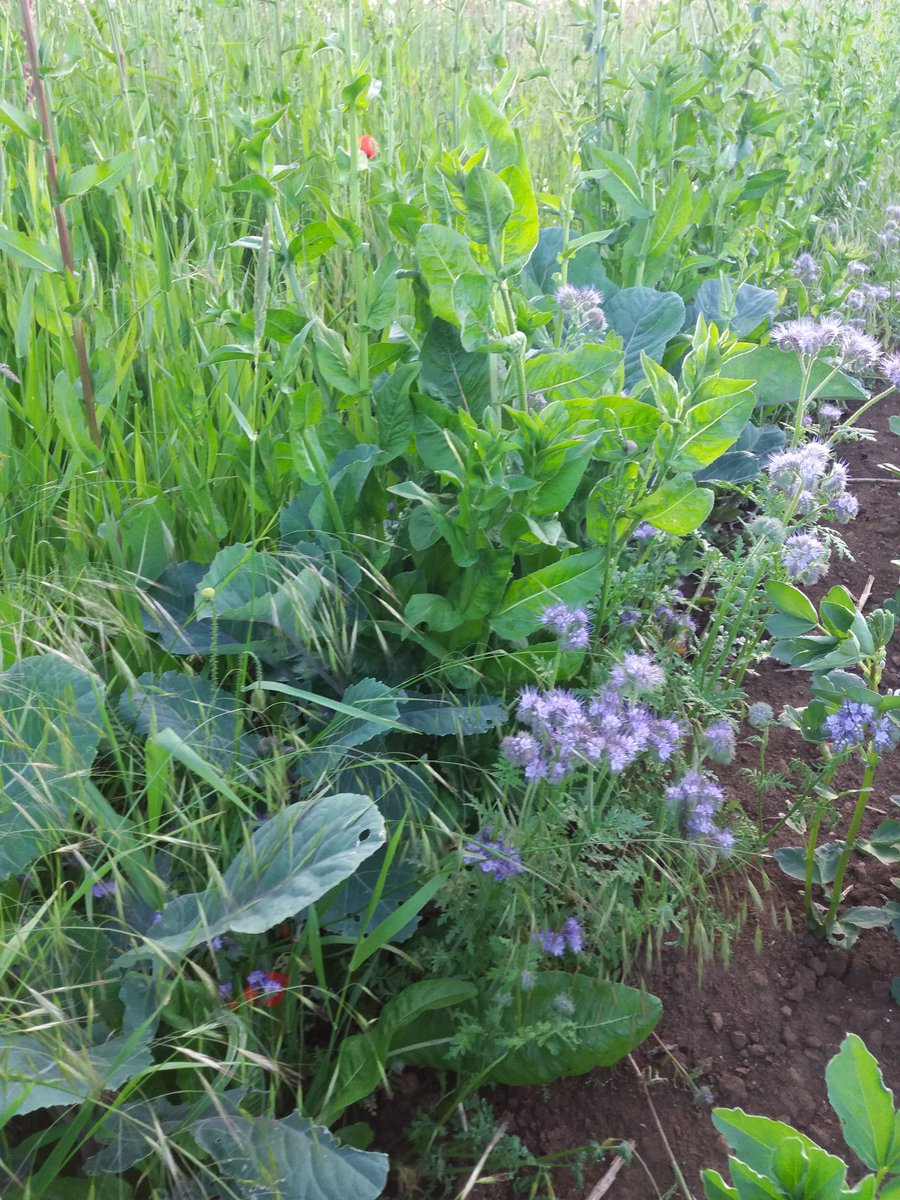 trentlaneshoot's tweet photo. This second year cover is literally buzzing with insects!! @Kingscrops #kingscrops #poacherleaveit #phacelia https://t.co/kvzuEgmE5s