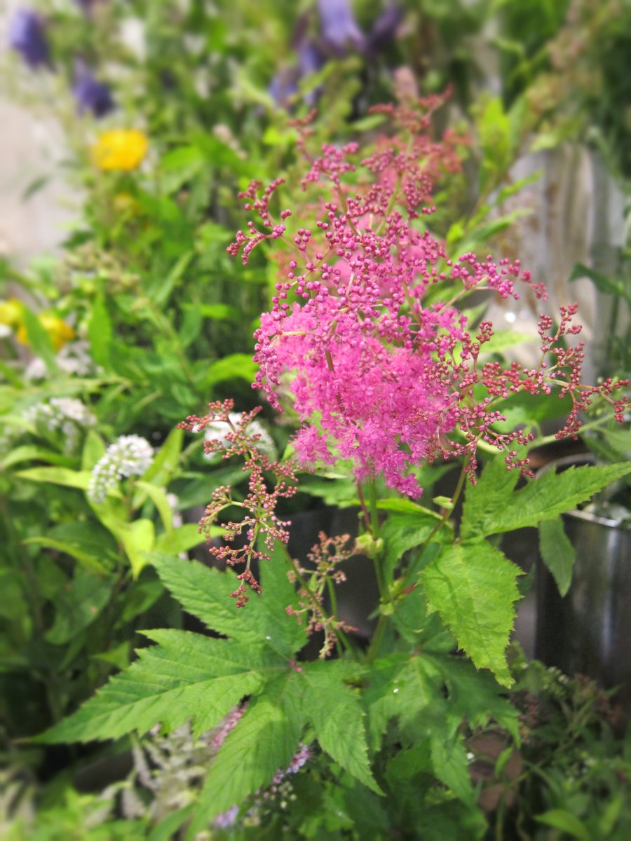 野の花 司 茶房 野の花 鮮やかなピンクのキョウカノコ 強い色ですが お花は細かいので派手過ぎずメリハリを加えてくれる存在です 大き目の葉の形もチャームポイント キョウカノコ