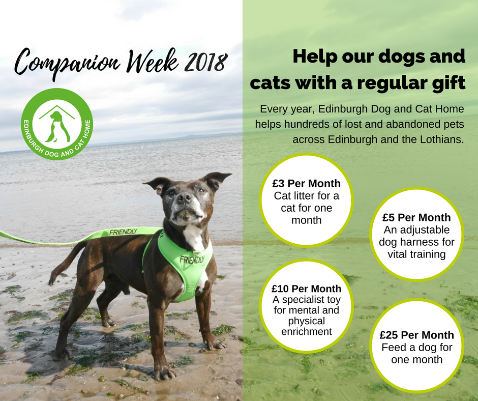 EdinDogCatHome's tweet photo. #DidYouKnow that Edinburgh Dog and Cat Home costs nearly Β£2 million per year to run? Every monthly gift, small or large helps us look after Edinburgh and the Lothians' lost and abandoned dogs & cats. Become a Companion today. #CompanionWeek #AdoptDontShop https://t.co/AfRD4RVzmN https://t.co/70S3aL2A0x