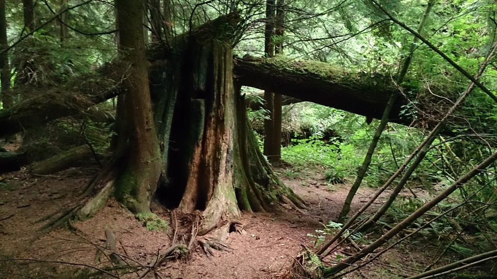hollowtreegames's tweet photo. Some wild fallen trees we've spotted while snapping reference for @shapeoftheworld. #PacificNorthwest https://t.co/FhyFYrDcBo