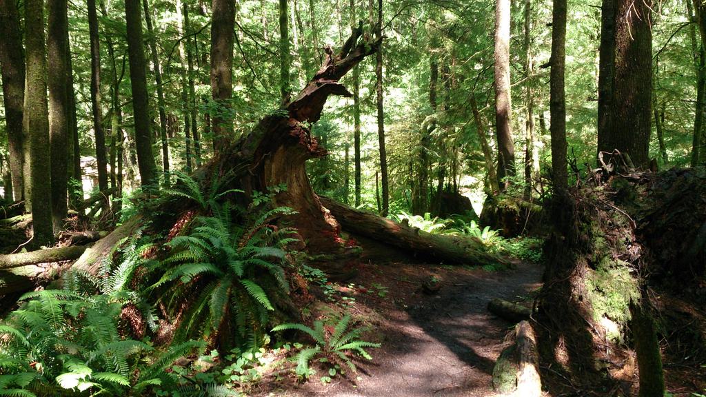 hollowtreegames's tweet photo. Some wild fallen trees we've spotted while snapping reference for @shapeoftheworld. #PacificNorthwest https://t.co/FhyFYrDcBo