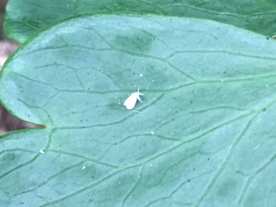certis_belchim's tweet photo. Whitefly control in ornamental crops requires a robust IPM strategy, implement conventional with biorational options for effective control #Botanigard #Applaud25SC https://t.co/8WbZWRYVGF
