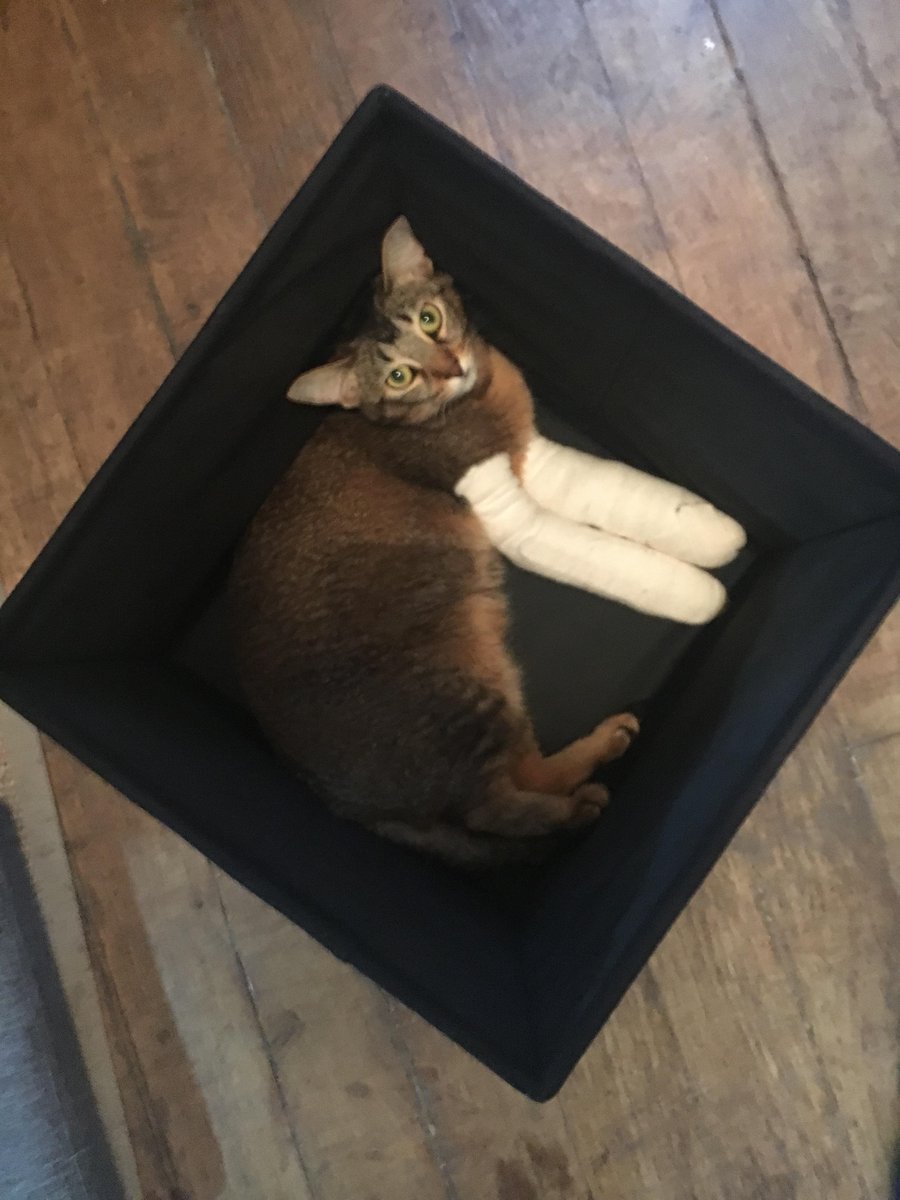 PDryades's tweet photo. Life is a box full of ......... Poppy! <3
#helppoppy #cat #kitten #convalescentcat #love #veterinary https://t.co/Rsc1jlwXHf