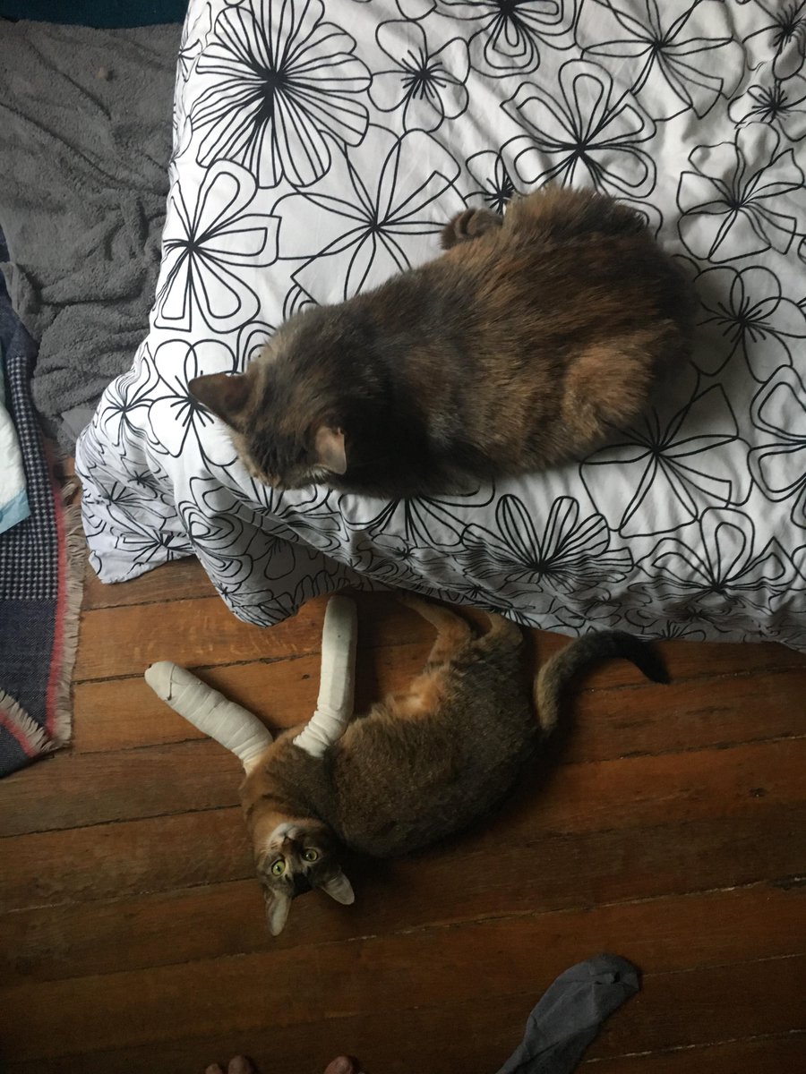 PDryades's tweet photo. Under supervision! #love #sisters #cat #abyssian #siamois #convalescentcat https://t.co/j11uyW6apx