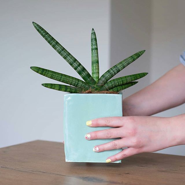 EtsyLithuania's tweet photo. Are you a plant lover 💚and grower? This @mr_bowl_ceramics pot is just perfect for your home jungle👌 🌵🌱
.
.
.
.
#homeflowers #flowerlowers #succulovers #succulover #succuholic #homejungle #ceramicpot #ceramicpots #smallpot #handmadepottery #handmadepo… https://t.co/TxXKztibAA https://t.co/NCMEN1f5EP