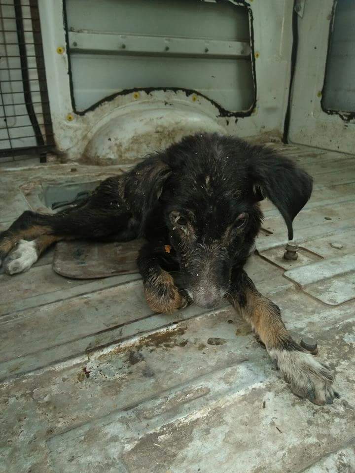 dhyanfoundation's tweet photo. This little one ,πΎ was spotted by Jyothi near #faridabad. Our rescue team picked the puppy and admitted to #Ajaydeep shelter. The puppy, diagnosed with parvo, is now on treatment at the shelter...
#FeedADog. , #SaveStrays ,#DogRescues
#AnimalBrigade https://t.co/7Q1MiogBUd