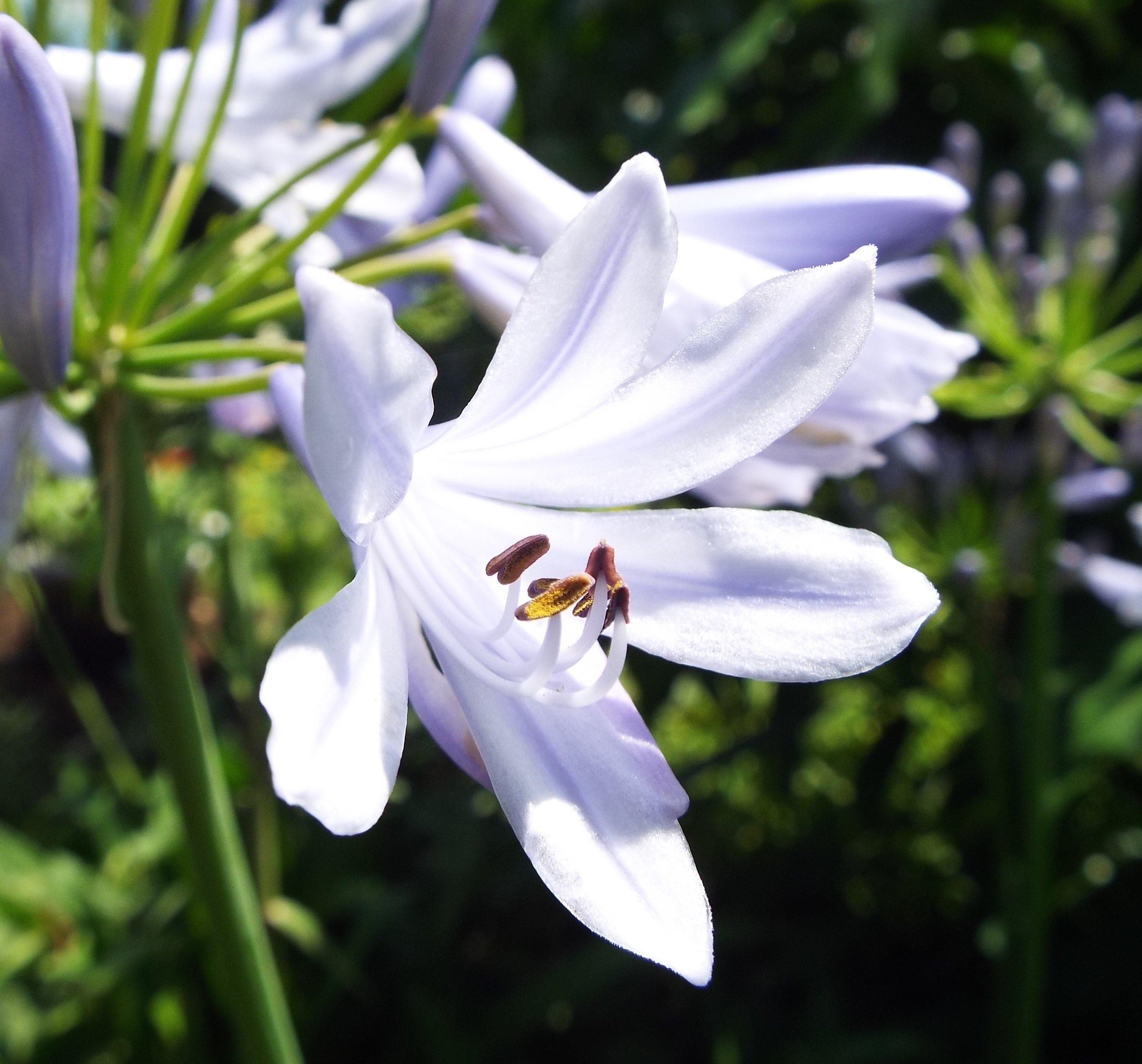 تويتر いりちゃん 花と月に魅せられて على تويتر きょう6月11日の誕生花 アガパンサス この花は ヒガンバナ科 アガパンサス属の多年草 原産地 南アフリカ 花言葉 誠実な愛 恋の季節 恋の便り 恋の訪れ 愛しい人 知的な装い 実直 優しい気持ち