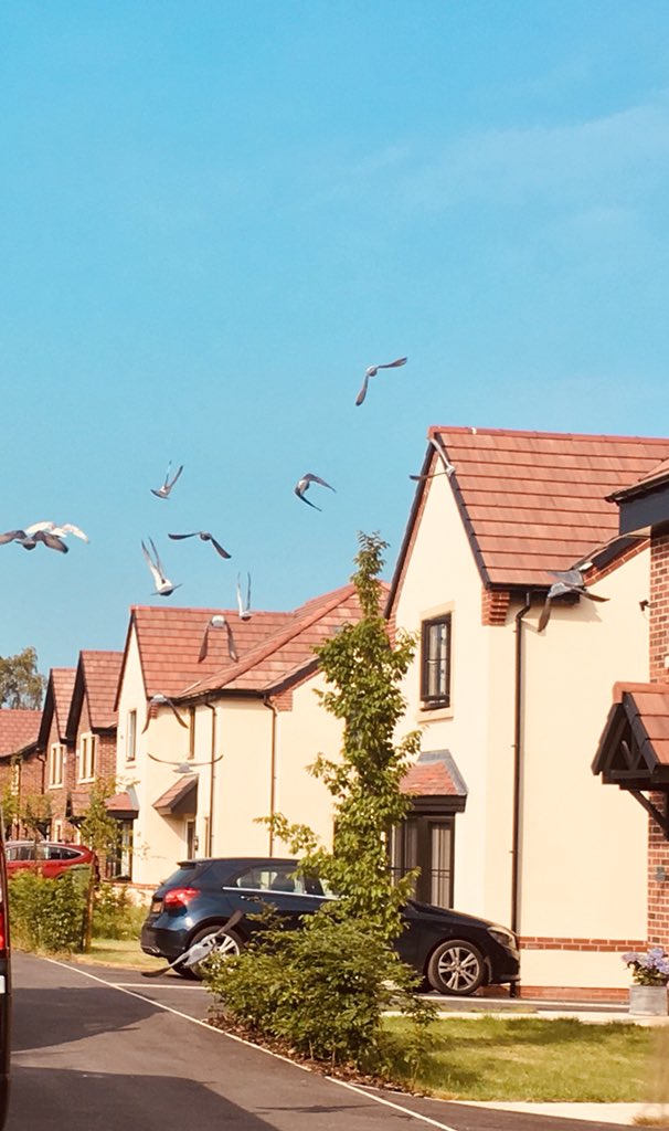 PiranhaCreative's tweet photo. Had the privilege of watching these racing pigeons in training just fantastic! #MondayMotivation #flyhome https://t.co/IDujKvVUhi