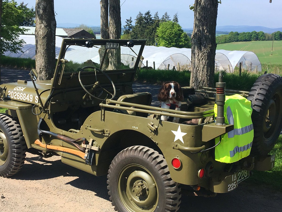 TheStrawbShop's tweet photo. Sergeant dog @thestrawbshop 🐶🐶🐶#strawberriesandcream #perthshirescotland https://t.co/TFs02BUnrW