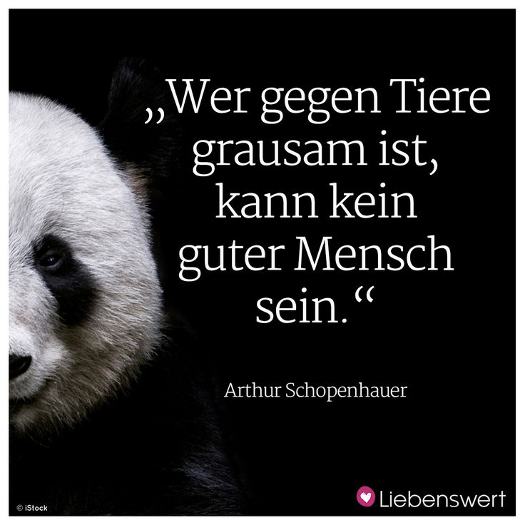 Paqui080861jld's tweet photo. Wer gegen Tiere https://t.co/okKcl5ETND