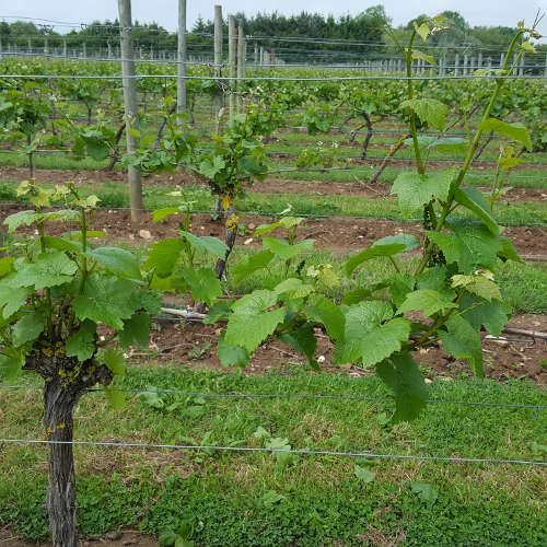 robthefoodie's tweet photo. https://t.co/J5PubeHijk  Chafor Wine Estate - an English success story! #EnglishWine #EnglishSparklingWine https://t.co/aWUbMasbuF