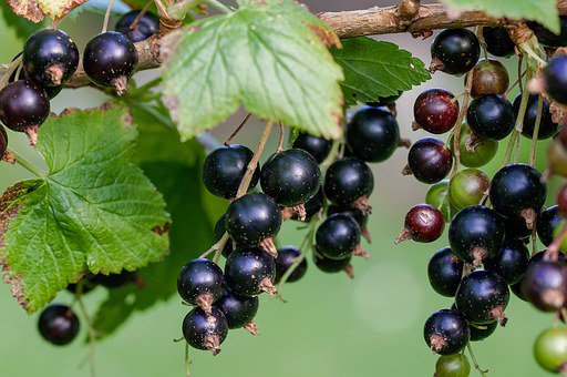 Gemmotherapie1's tweet photo. #Ohrenschmerzen? #Gemmo-Mittel aus den Knospen der schwarzen #Johannisbeere, Ribes nigrum, hilft. Bis zu 15-mal täglich einen Sprühstoß in den Mund, es wirkt antientzündlich, schmerzlindernd. Infos https://t.co/7mUBhATjJz #Gemmotherapie #Naturmedizin https://t.co/YuW4B1DvU2