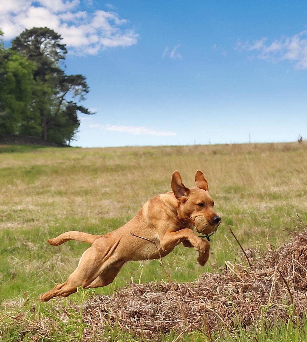 todayslabrador's tweet photo. Ted https://t.co/pruzua98JY is our Labrador of the Day. #labrador #labradoroftheday #monday #ownit #doit #theweekisyours https://t.co/1xGN7ny334