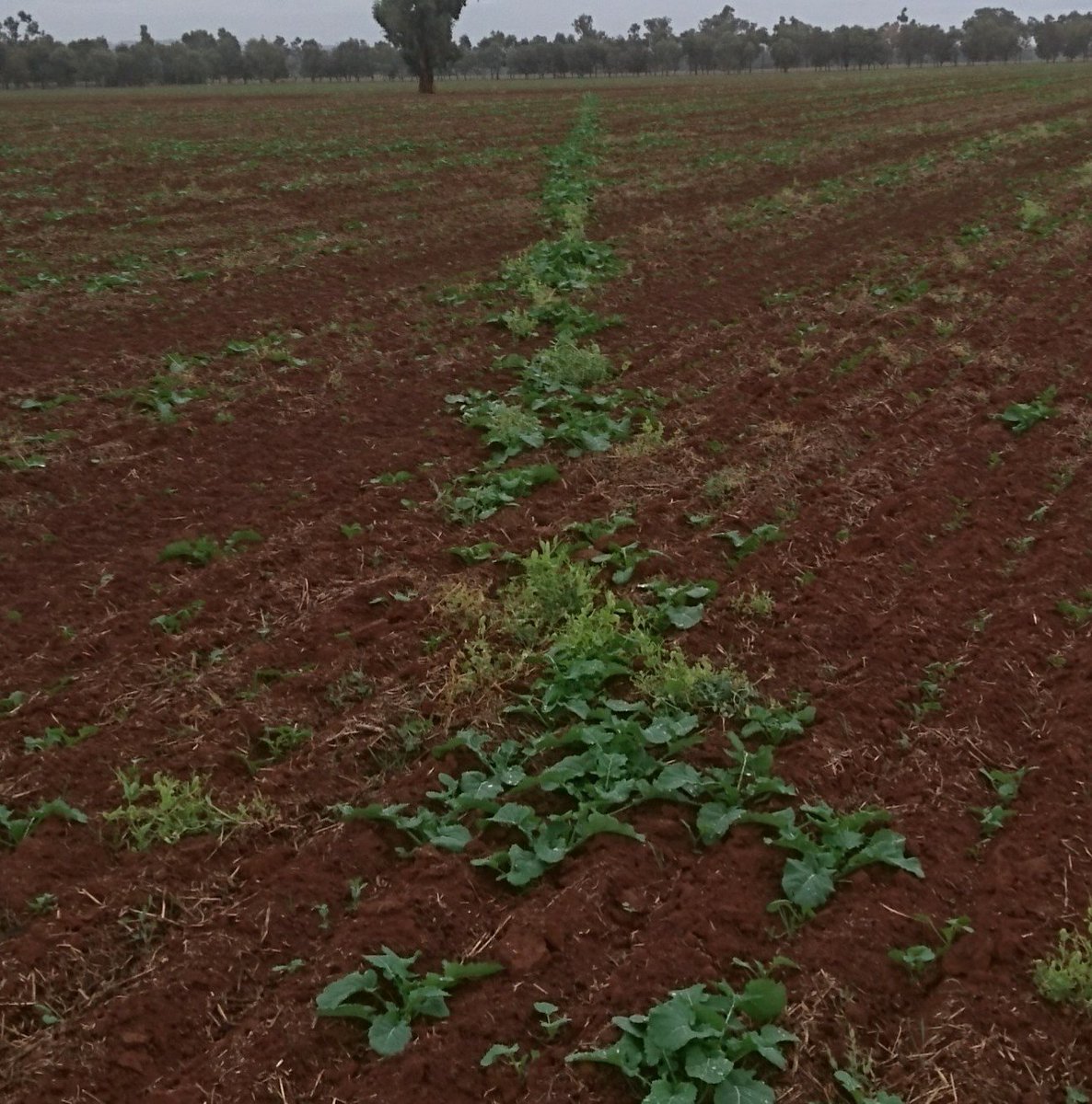 Quiggs's tweet image. Poly pipe put in probably 30 years ago impacting on establishment in a dry start to the year. Have never seen this pipeline before or this effect early in the season. 🤔