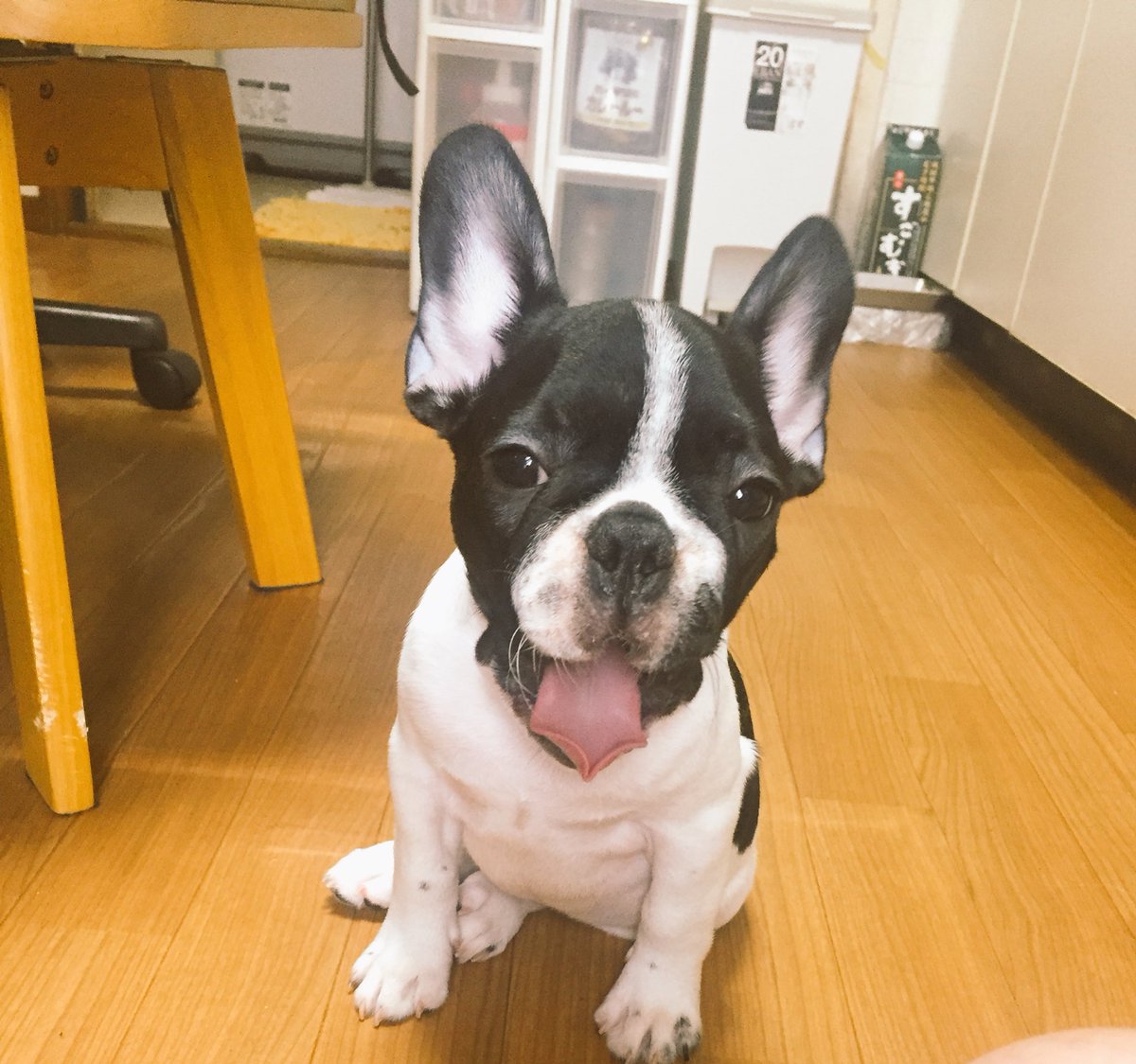 セイジとバズっ子フィリっ子幸せ家族☆ tweet media