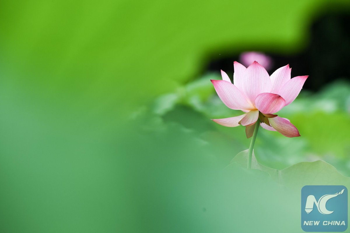 Xinhua Indonesia On Twitter Kagumi Keindahan Bunga Seroja Di Tiongkok