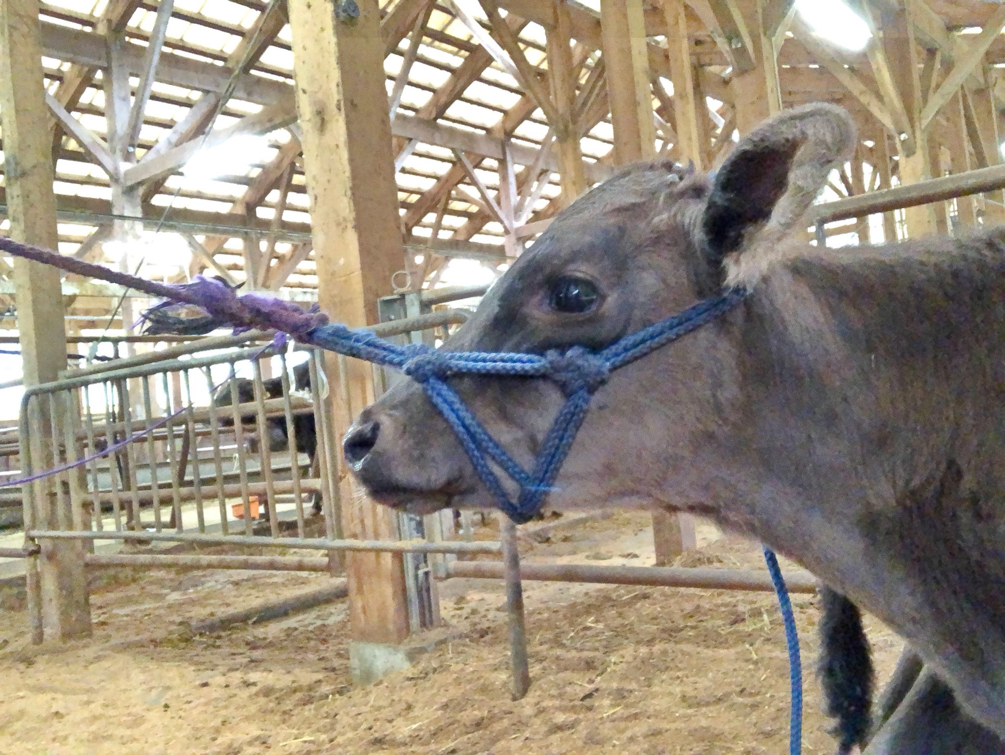 田中一馬 但馬牛農家の精肉店 田中畜産 牛 捕獲用マスク 地方によってモクシ オモガイ ホホクグリ トウラク タテゴと呼び方は色々 このモクシの鼻っ面を力一杯引っ張る 人が多い それじゃダメ 圧迫された耳の後ろが痛くて 引けば引くほど牛は