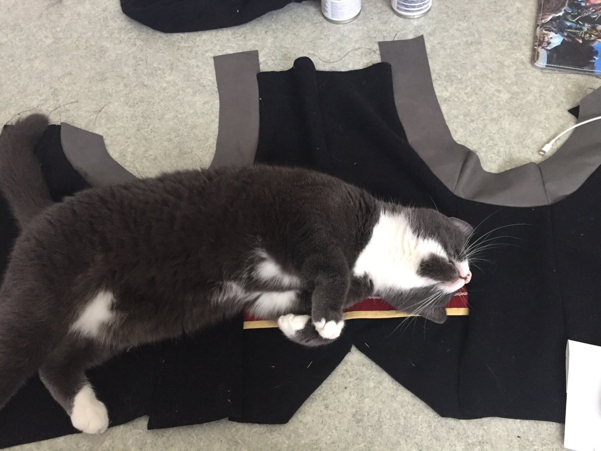 cidateh's tweet photo. Cats are the best cosplay assistants 👌🏻#wcässät https://t.co/yl27BiDHB7