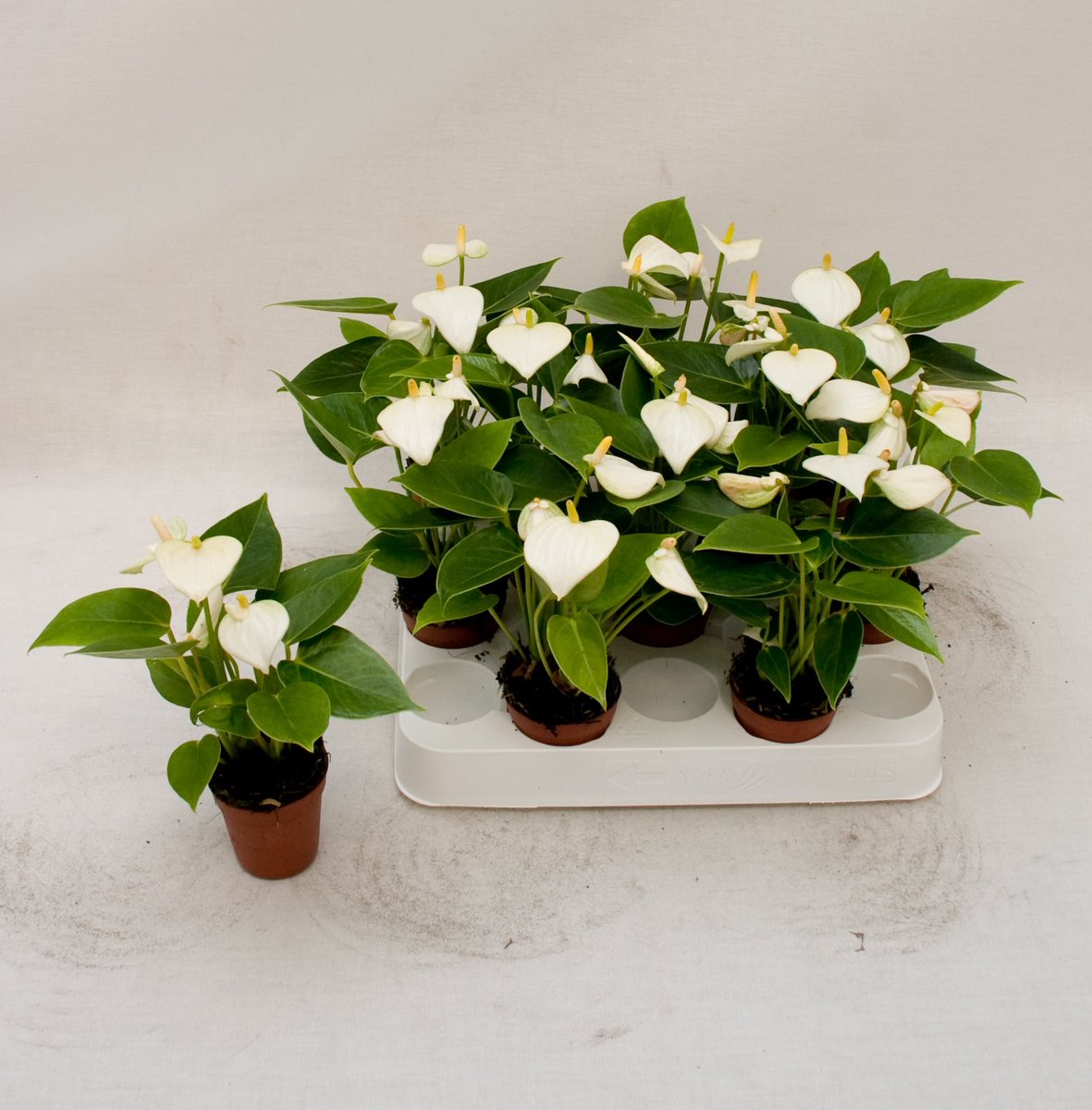 Fuerte Planta tweet media