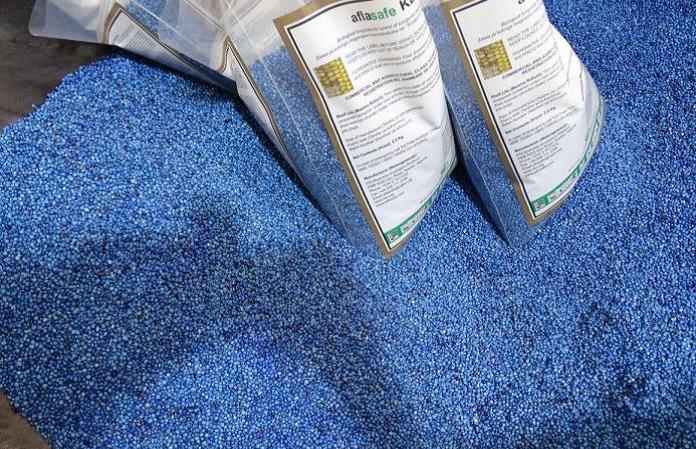 kalromkulima's tweet photo. Kenya can make history and enjoy an aflatoxin-safe future.Specifically tailored for Kenya, and applied pre-harvest with postharvest benefits, AflasafeKE01 fights aflatoxin,offering  protection from plot to plate.@HamadiIddiBoga @Aflasafe @CS_Kiunjuri @KALRONjoro @SmartFarmer_Mag https://t.co/qAAwNRdfof