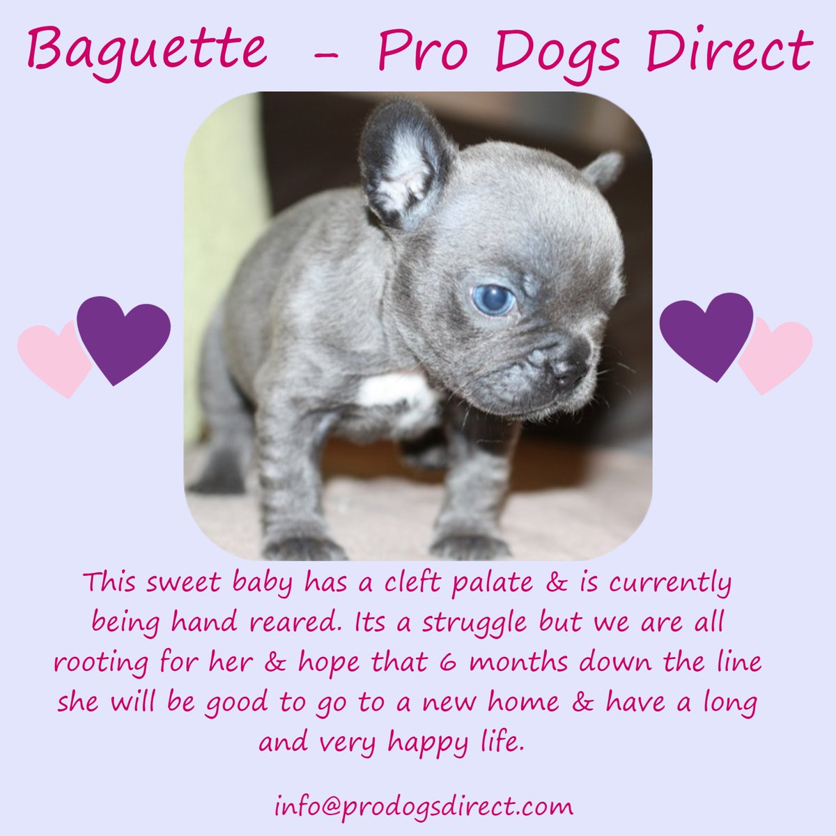 The_Animal_Team's tweet photo. Baguette is a member of The Clefty Club, an elite group of furries being hand reared &amp; given a chance at life, tragically the club recently lost Baozo no more can be lost. If you would like to check it out go here; https://t.co/BIX7lxgNmL #MondayMotivation #AdoptDontShop #adopt https://t.co/mDnyeGO2EY