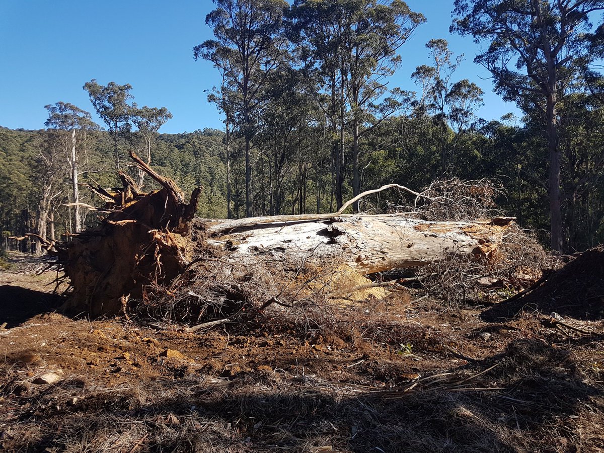 JCrooka's tweet photo. More Greater Glider habitat pushed over, habitat smashed and soon to be burnt....Who's home was this...Why did they have to die to make paper @LilyDAmbrosioMP ? @JamesMerlinoMP ? @GavinJennings ? @MartinFoleyMP ? #springst #GFNP #VicLovesForests #DeforestationDan https://t.co/dDEyCav5rn