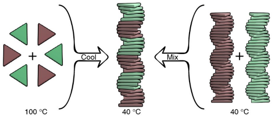 t helper cell differentiation and their function