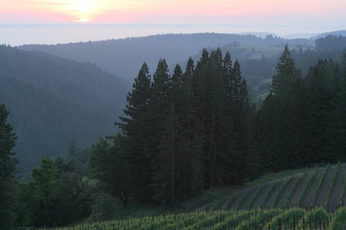 Sonoma Winegrowers (@sonomagrapes) on Twitter photo The Sonoma Coast AVA extends from San Pablo Bay to the border with Mendocino County. Known for it's cool climate & high rainfall, it’s warm enough to ripen grapes because most vineyards are above the fog line.
Pictured: <a href="/HirschVineyards/">Hirsch Vineyards</a> The Sonoma Coast AVA extends from San Pablo Bay to the border with Mendocino County. Known for it's cool climate & high rainfall, it’s warm enough to ripen grapes because most vineyards are above the fog line.
Pictured: <a href="/HirschVineyards/">Hirsch Vineyards</a>