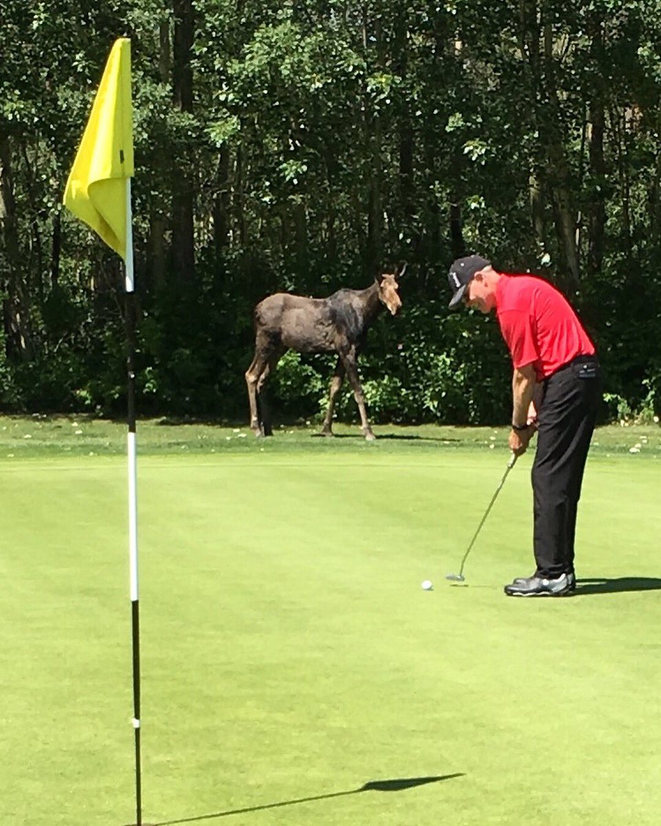 BelvedereGCC's tweet image. This week on a very special #meetandgreetmonday ...meet the moose on 14A! This fella has been poking around the back 9 for the last few days. Belvedere Members Tom Fowler and Scott Ritchie captured these awesome shots! #belvederegcc #whyibelong #mooseisloose #nature #yeg #golf