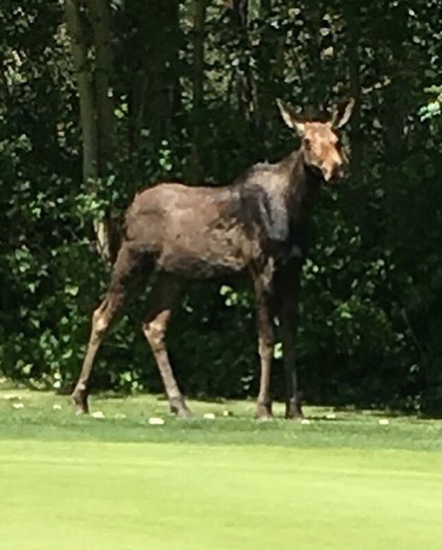 BelvedereGCC's tweet image. This week on a very special #meetandgreetmonday ...meet the moose on 14A! This fella has been poking around the back 9 for the last few days. Belvedere Members Tom Fowler and Scott Ritchie captured these awesome shots! #belvederegcc #whyibelong #mooseisloose #nature #yeg #golf