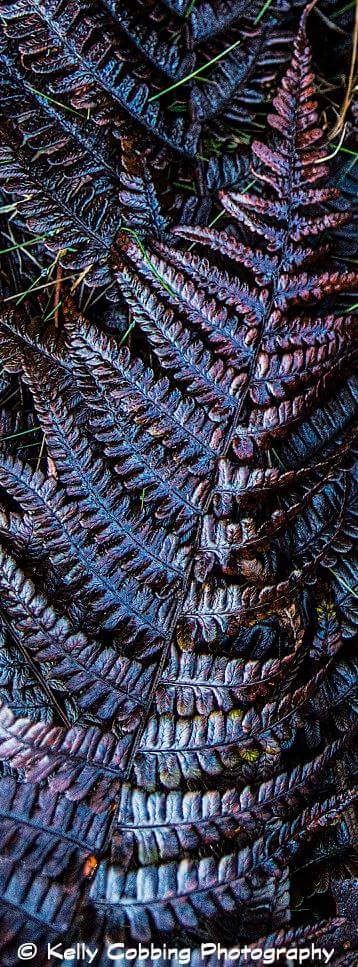 KellzPhoto's tweet photo. Whinlatter Forest Cumbria back in February 2016.... can't wait for the return visit in July!
#whinlatterforest #Cumbria #nature #frost #naturalworld #NaturePhotography https://t.co/Z5wqCz5LmM