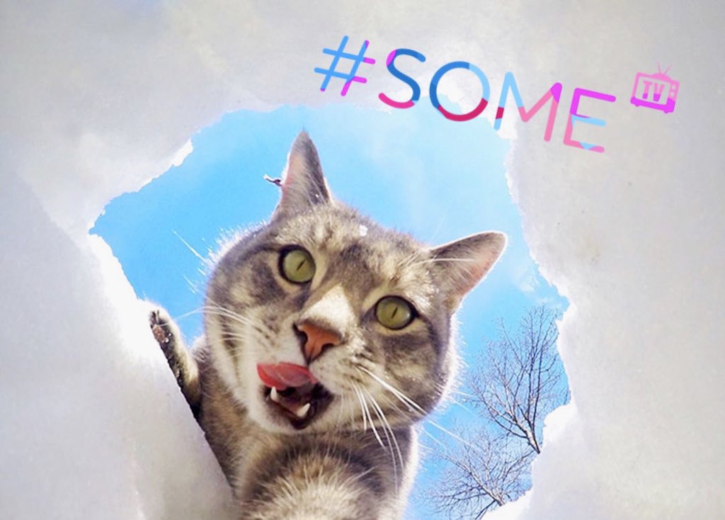 TVSOMEFI's tweet photo. Eikö kavereitasi enää kiinnosta kissavideot? 💔 Lähetä meille ottamasi video, jolle haluat ansaittua ruutuaikaa televisiossa😍🤭https://t.co/T4CKC1a5eI #SoMeTV #TVSoMe #rovio https://t.co/pdOIJ72VmK