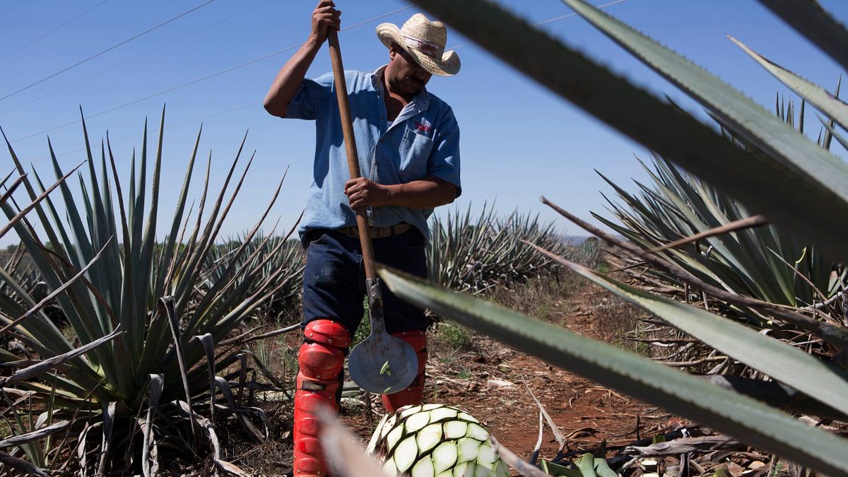Do Tequila Drinkers Need to Worry about an Agave Shortage? buff.ly/2JjdZjj