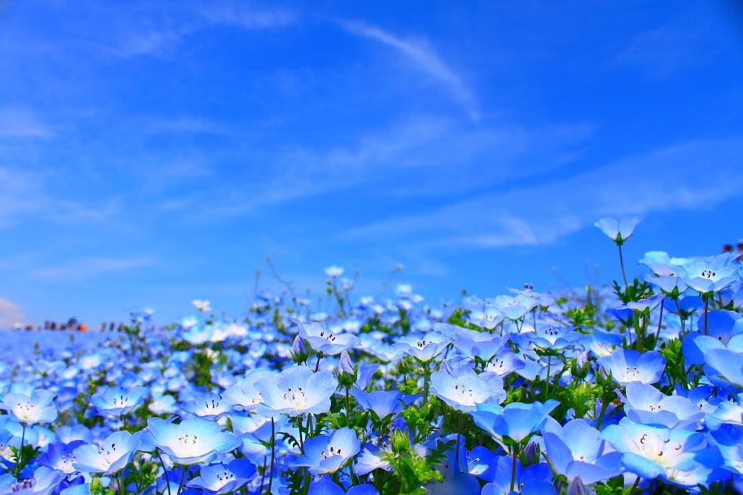 japaninpics's tweet photo. Hitachi Seaside Park | by @takaphilography https://t.co/1dumIm026x