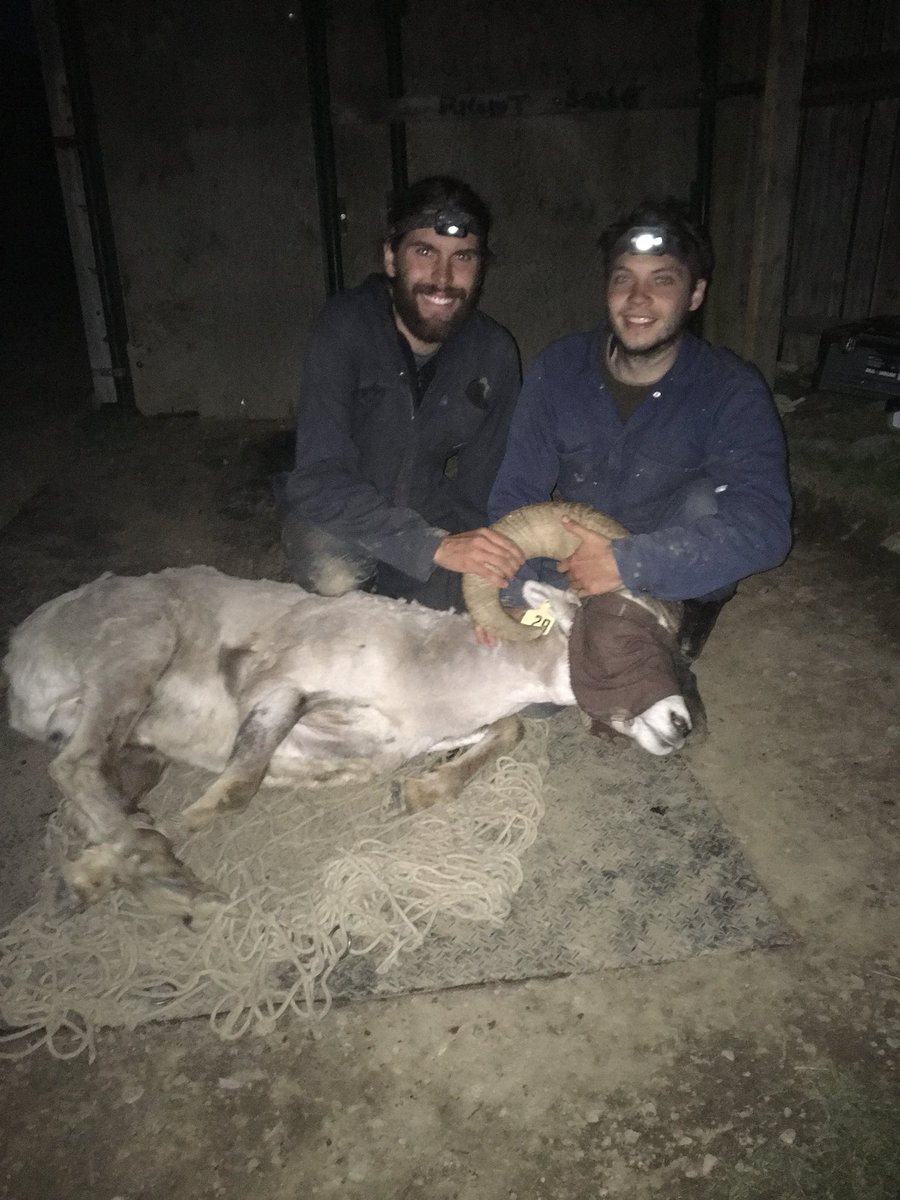 You never know when they’re gonna show up... These three large males came by late last night. Last release was at 23:45. Had to use head lamps.  #NightShift #RamMountain #EwenionTrappers