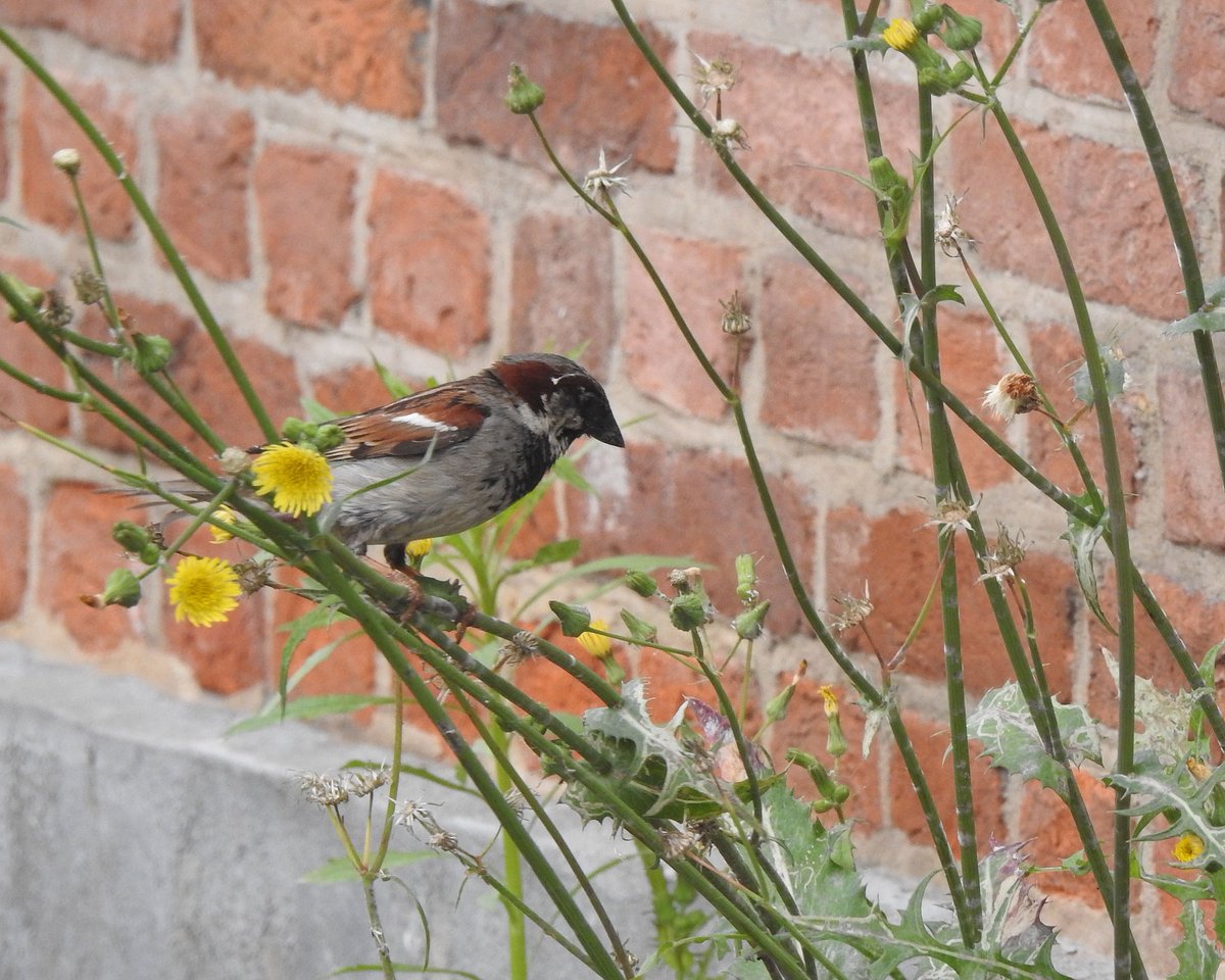 Acrobatische toeren van #huismus in #delft, tijdens M(eetbaar)U(rbane) S(oortentelling) #MUStelling <a href="/Sovon/">Sovon Vogelonderzoek Nederland</a>