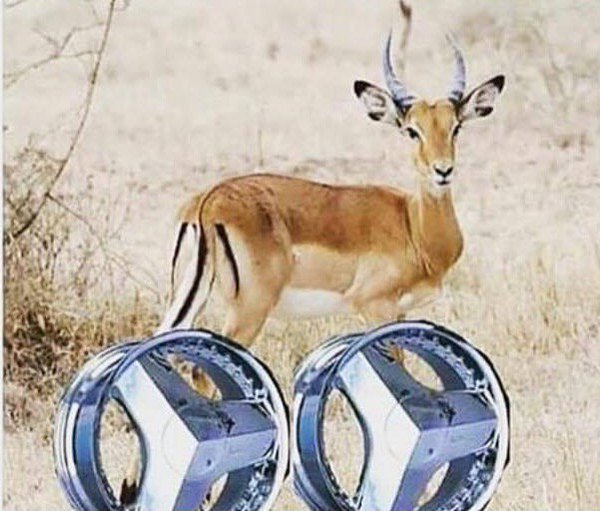 Tommy Inch Blades On The Impala