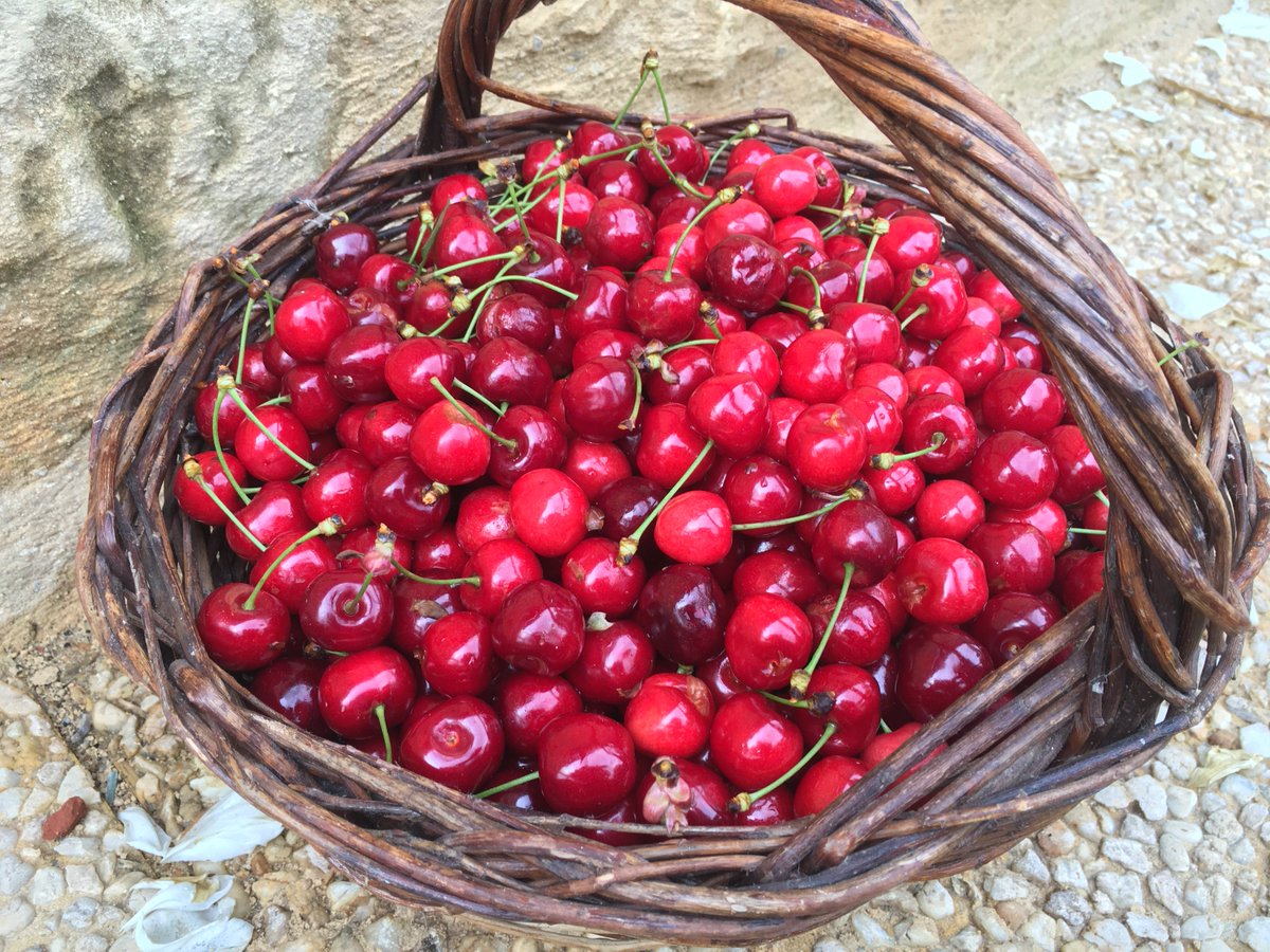 bucketlistfranc's tweet photo. The birds have eaten what's left of our #cherries but boy did we have a good time collecting this lot! #southwestfrance #rurallife #france https://t.co/sBYM6gNqOA